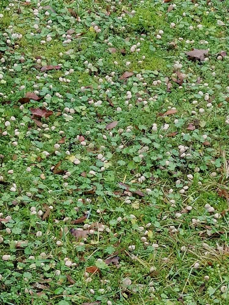 Giftköder-Trockenfutter verteilt auf der Wiese-Profilbild