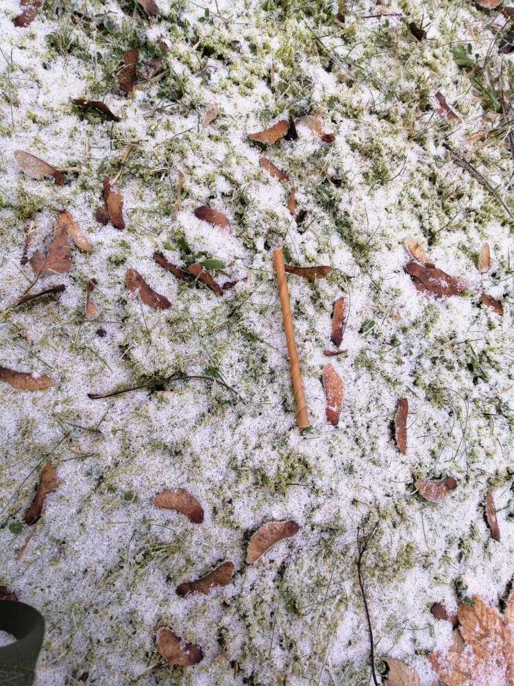 Giftköder-Kaustangen werden verteilt-Profilbild