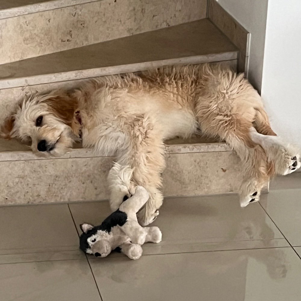 Hundetreffen-Hundefreunde🐶 zum Spielen /Gassigehen gesucht-Profilbild