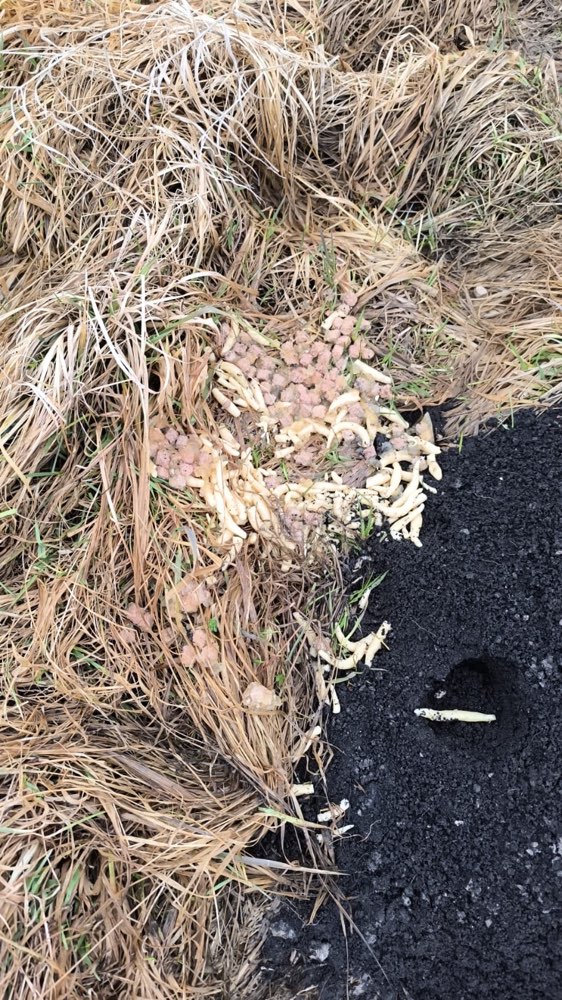 Giftköder-Nudeln, möglicher Giftköder-Profilbild