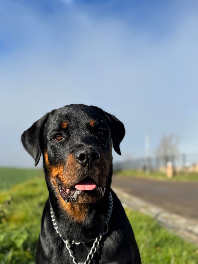 Hundetreffen-Spiel Gefährte gesucht-Profilbild