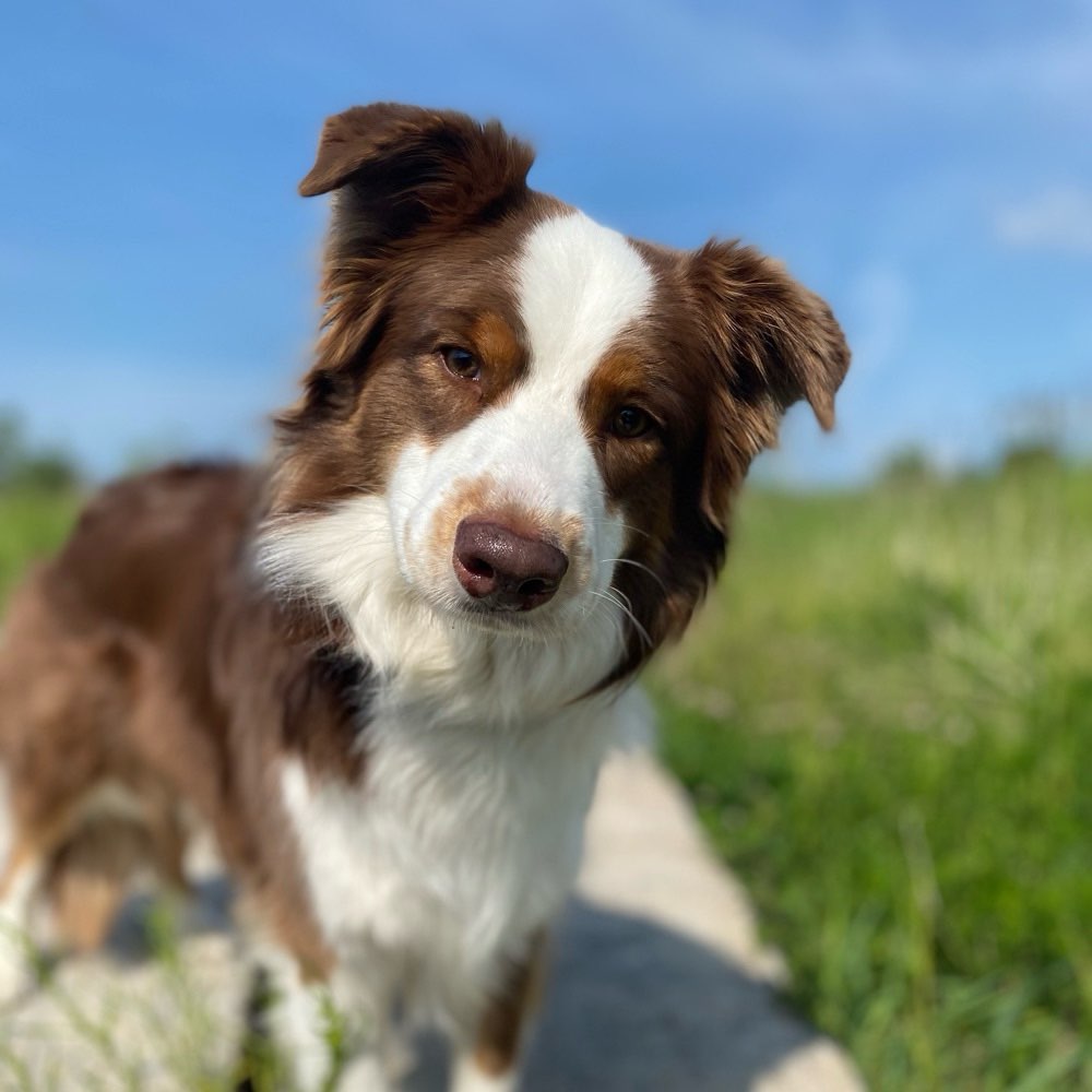 Hundetreffen-Trainingspartner gesucht-Profilbild