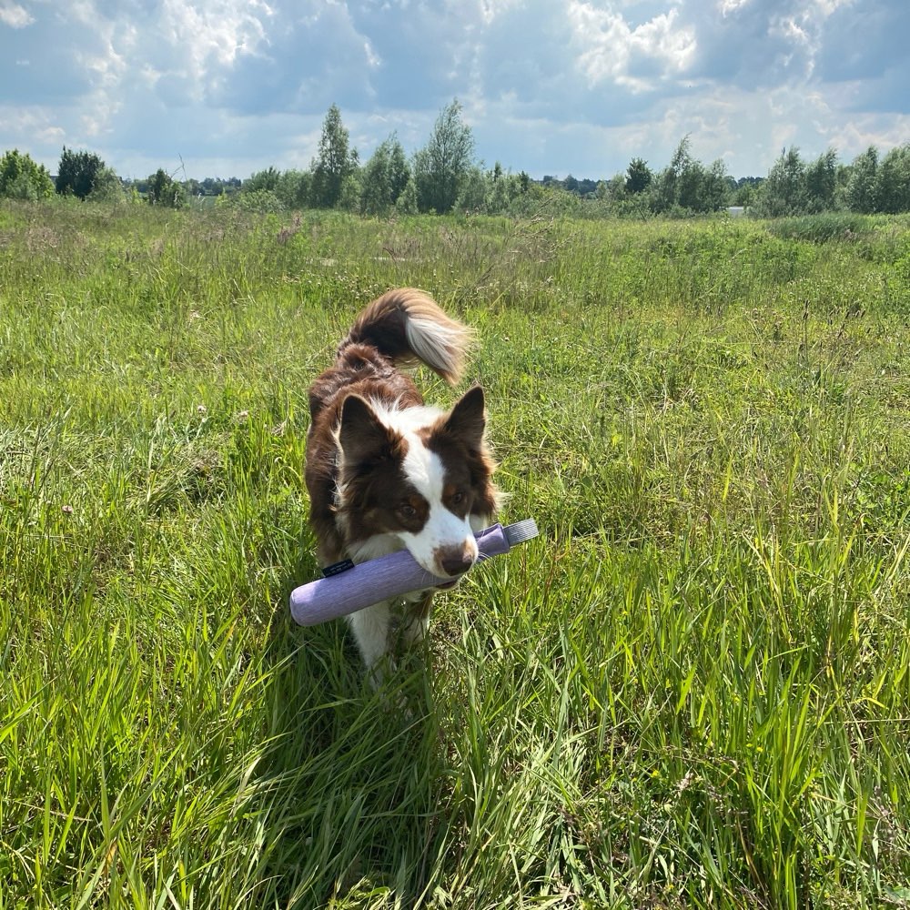 Hundetreffen-Spiel- und Gassirunde-Profilbild