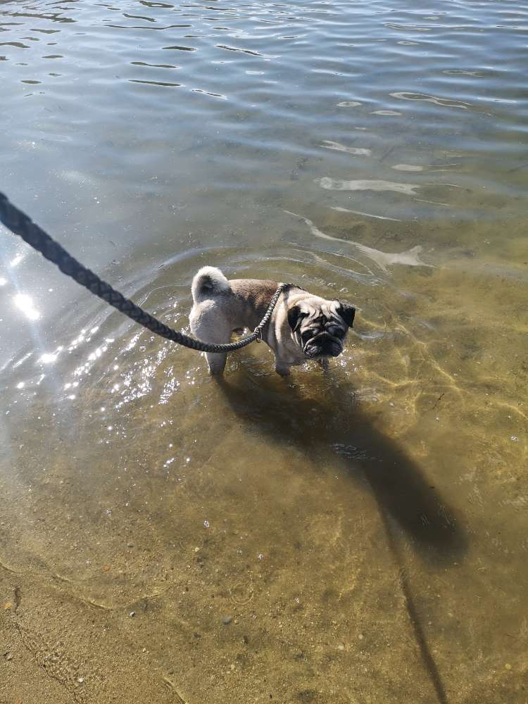 Hundetreffen-Gemütliche Gassirunde-Profilbild