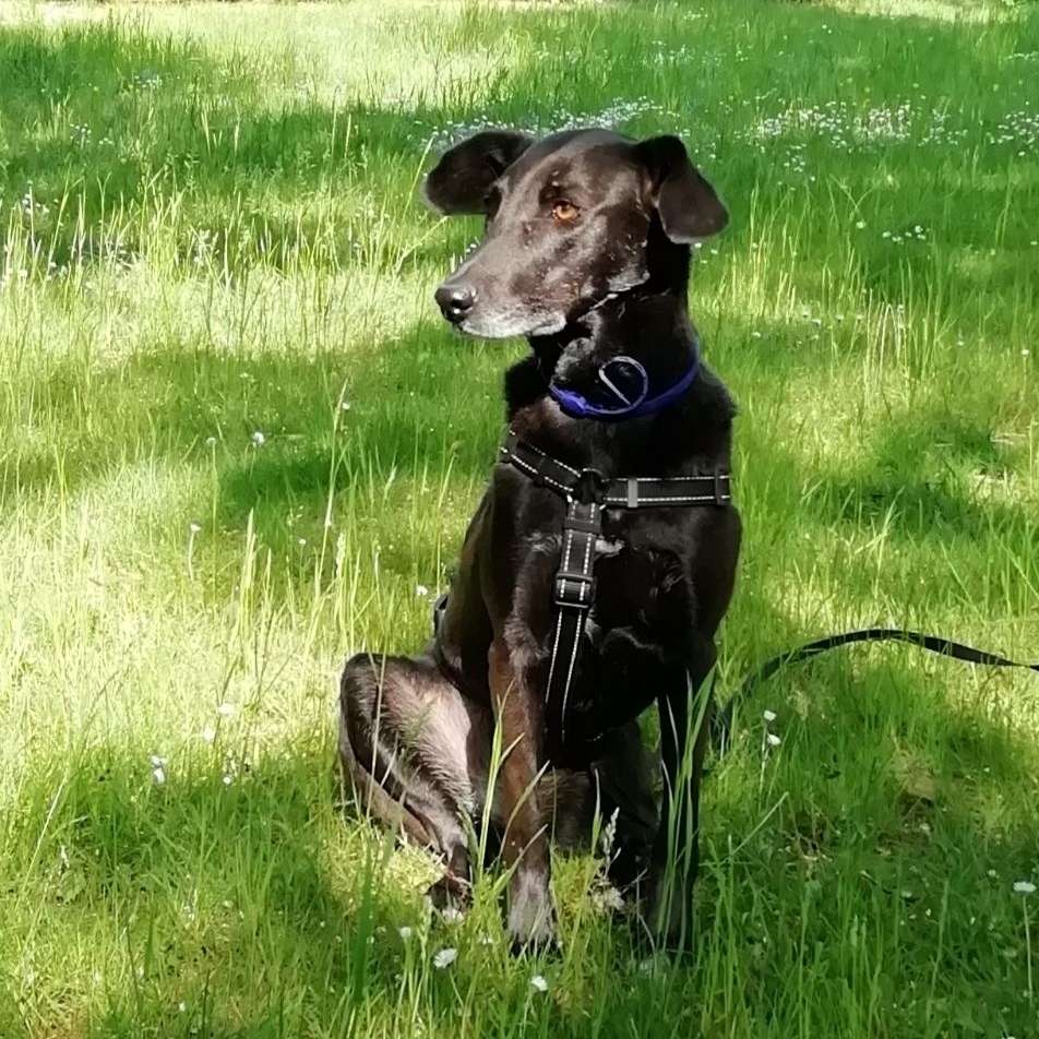 Hundetreffen-Hunderunde in Beucha-Profilbild