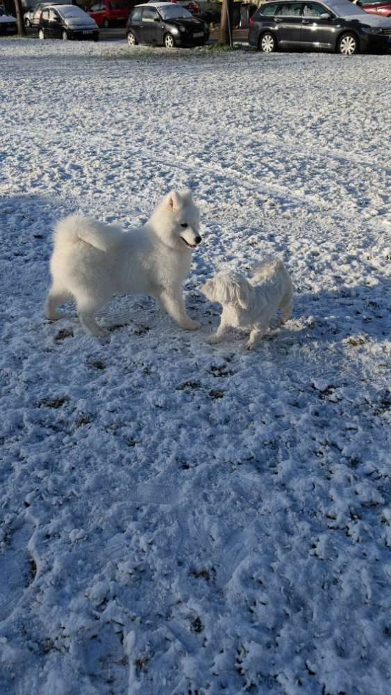 Hundetreffen-Hundetreff Bad Brückenau-Profilbild