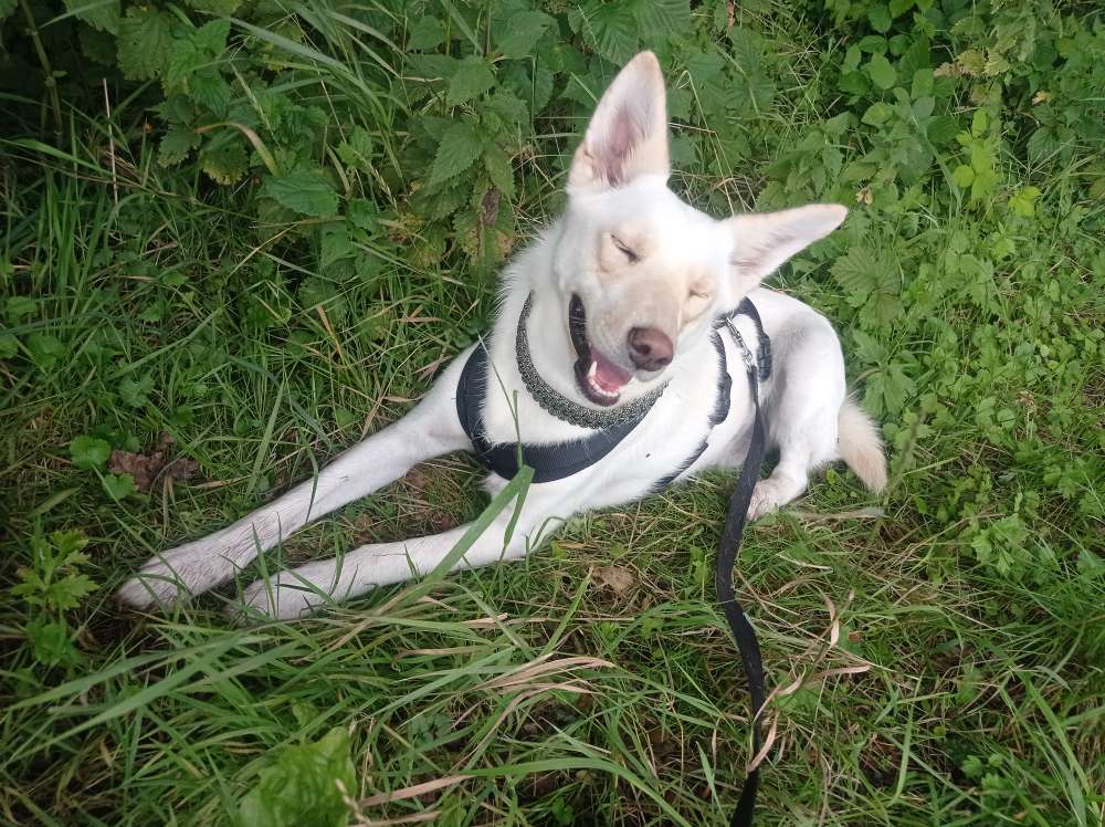 Hundetreffen-Gemeinsame Spaziergänge und Spieletreffen-Profilbild