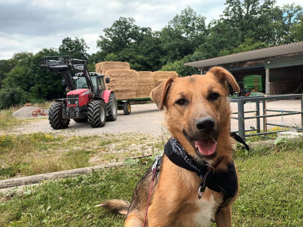 Hundetreffen-Spiel und Spaß haben-Profilbild