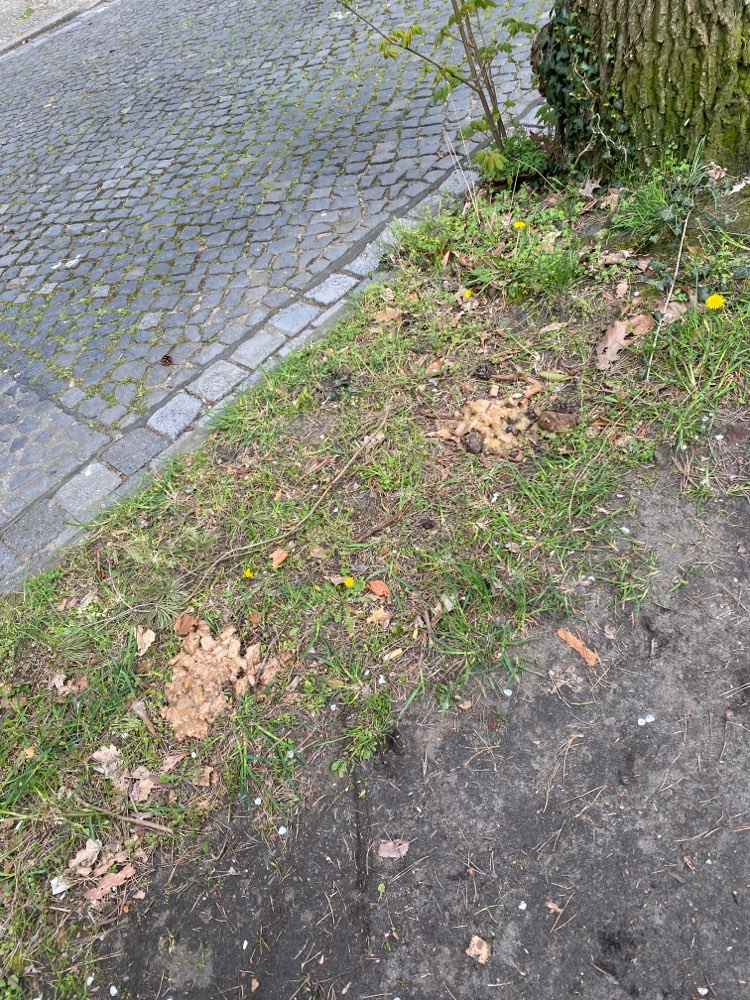 Giftköder-Mehrere Stellen mit Nassfutter (?)-Profilbild