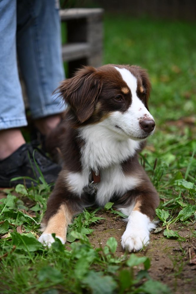 Hundetreffen-Gemeinsames Training & Gassi-Profilbild