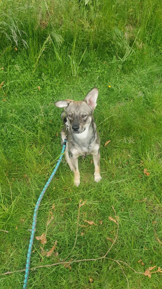 Hundetreffen-Hundetreffen zum Üben-Profilbild