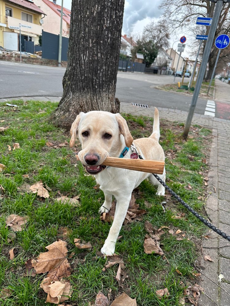 Hundetreffen-Spielen & neue Freunde finden 😍-Profilbild