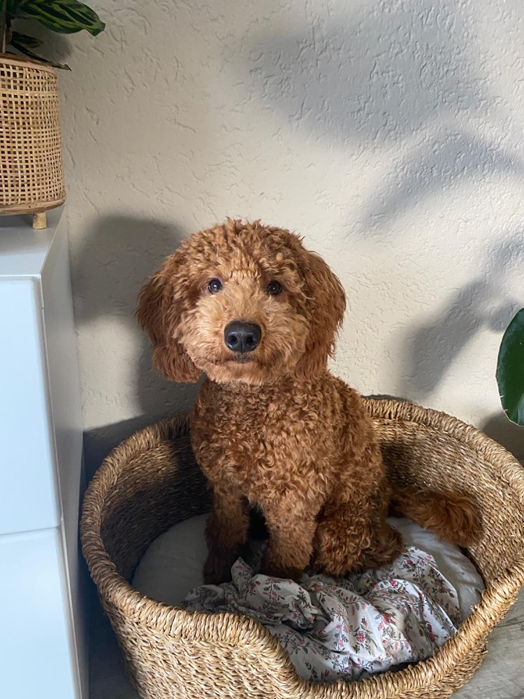 Hundetreffen-Hundefreund:in gesucht-Profilbild