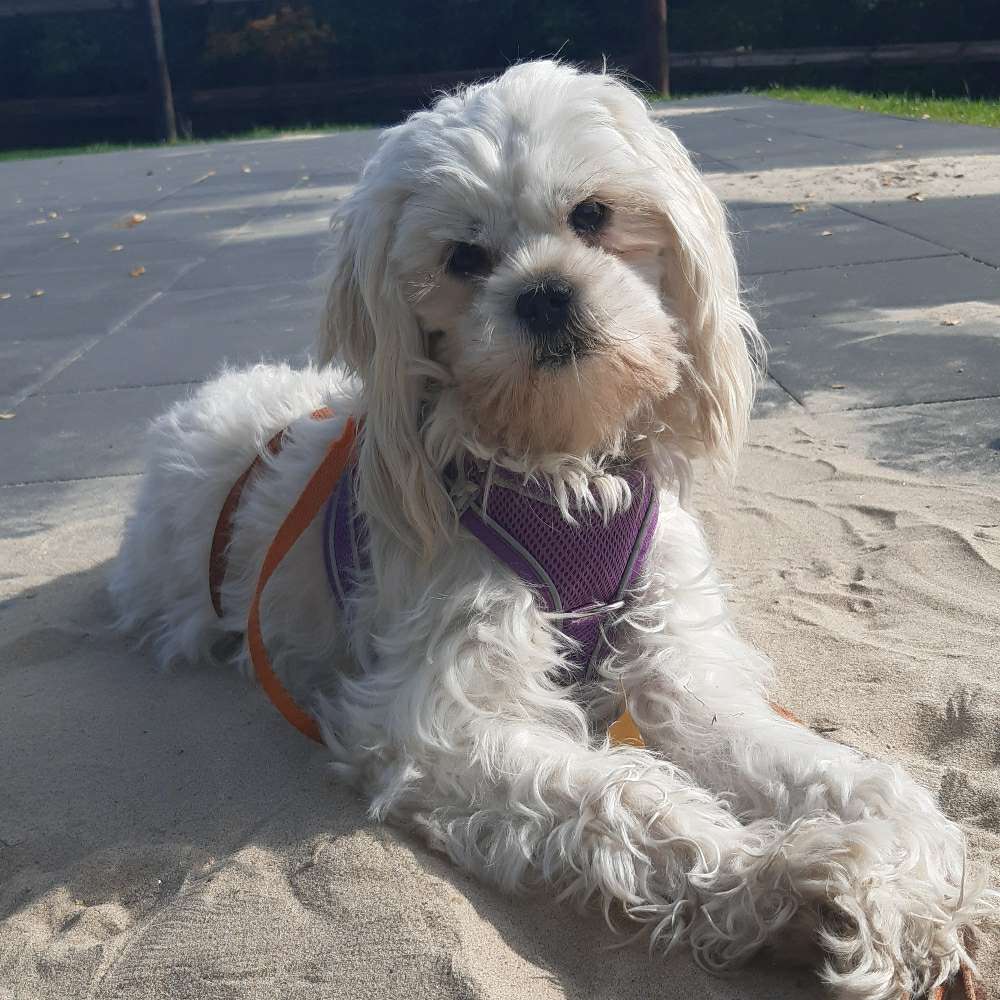 Hundetreffen-Freilauf Freunde gesucht-Profilbild