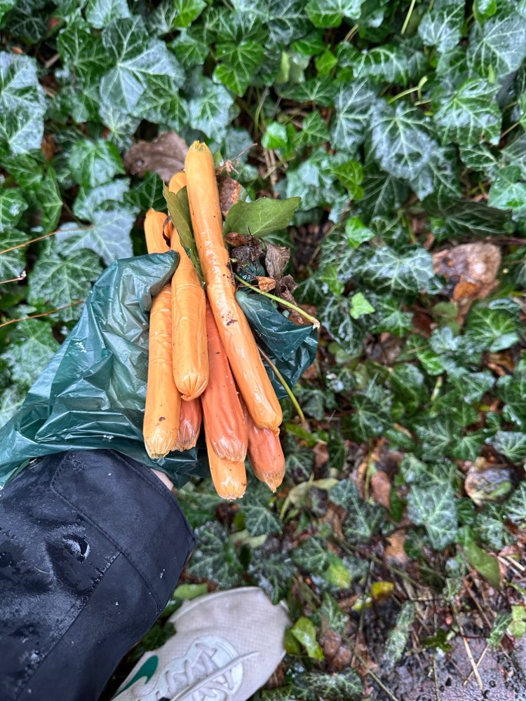 Giftköder-eventueller Giftköder-Profilbild