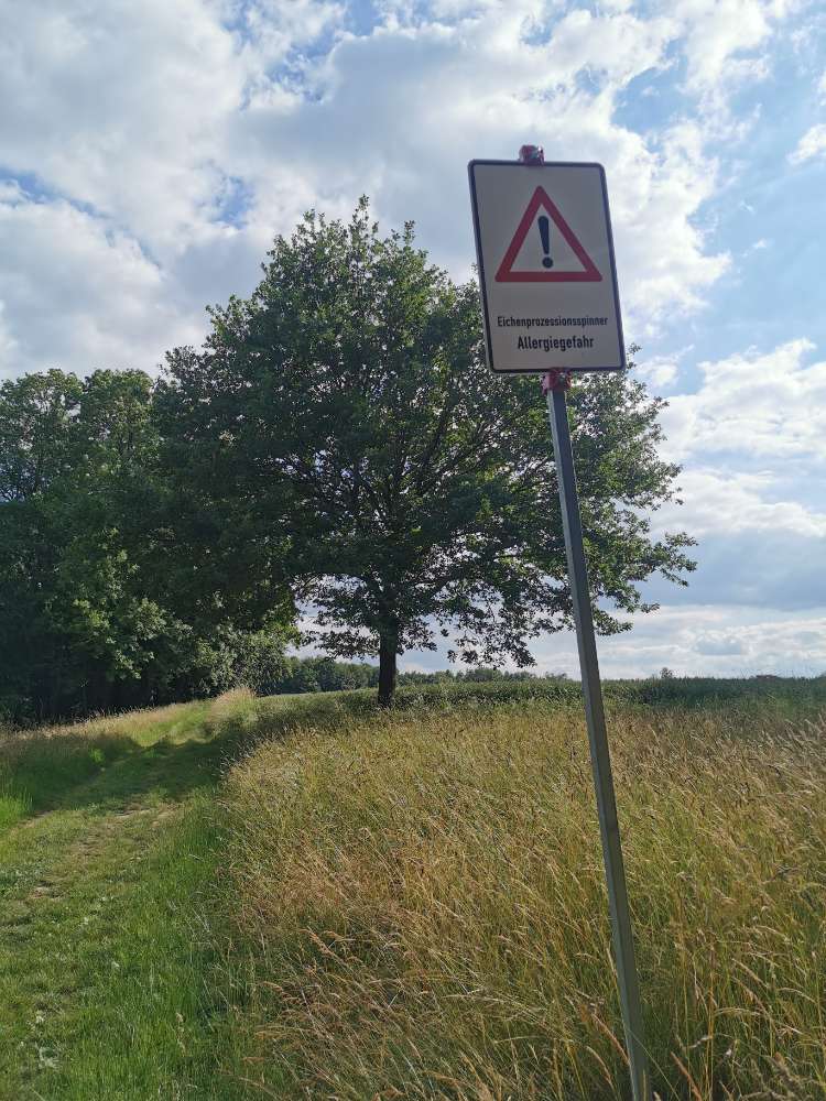 Giftköder-Eichenprozessionsspinner Feldweg-Profilbild