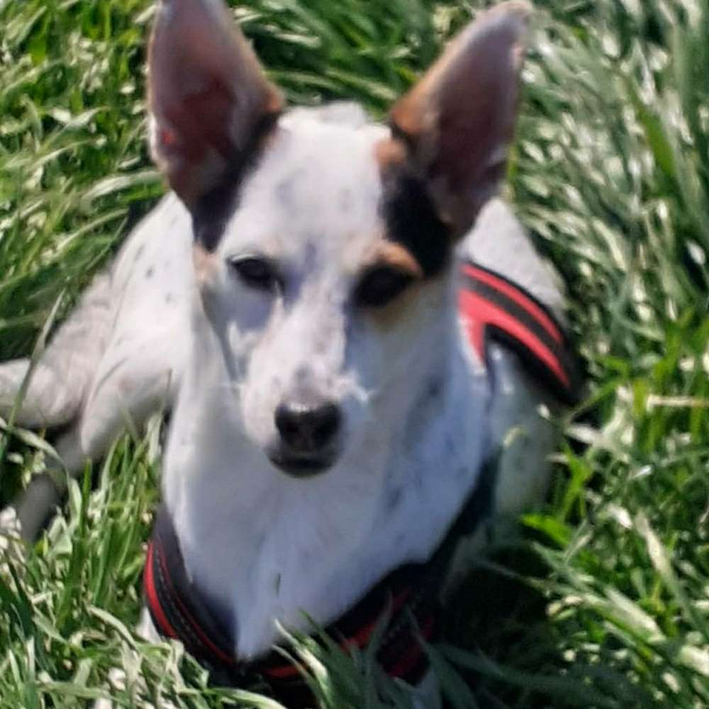 Hundetreffen-Junghunde treffen-Profilbild