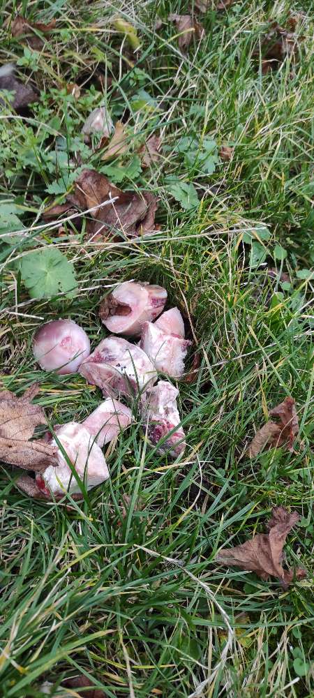 Giftköder-Knochen in den Weinbergen-Profilbild