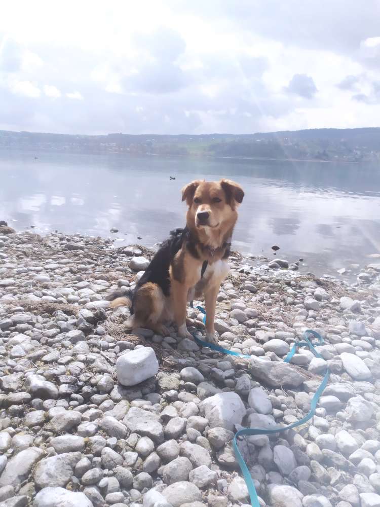 Hundetreffen-Gassi gehen in Konstanz-Profilbild