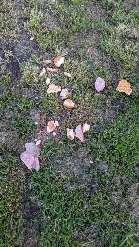 Giftköder-Giftköder-Profilbild