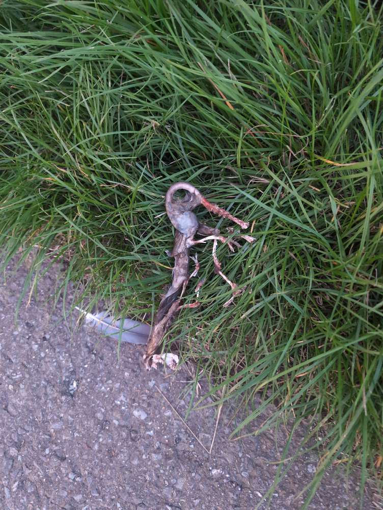 Giftköder-Kadaver-Profilbild