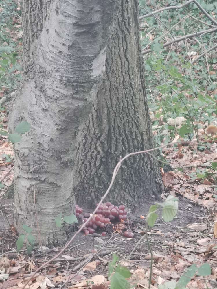 Giftköder-Weintrauben & Schokolade-Profilbild