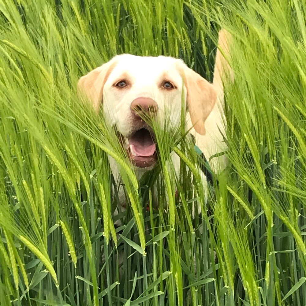Hundetreffen-Spiel und Gassirunde-Profilbild