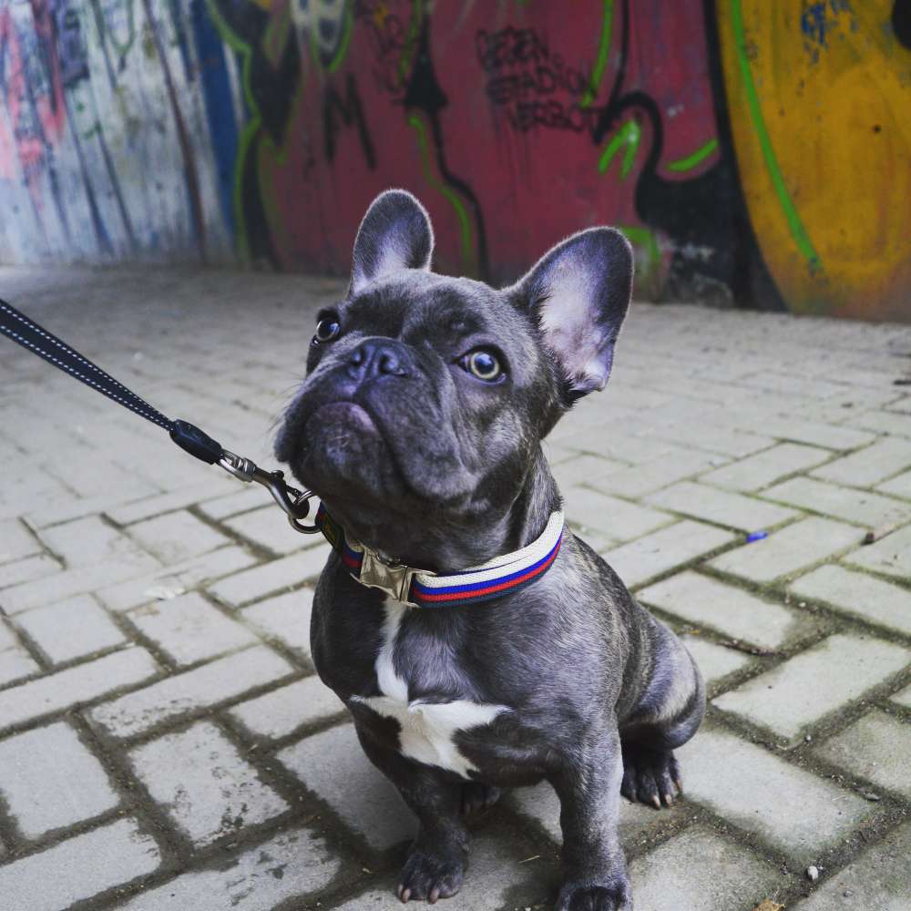 Hundetreffen-Lotti sucht Freunde!-Profilbild