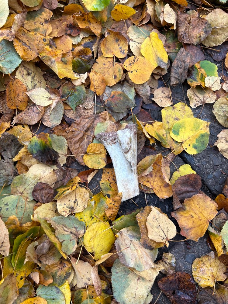Giftköder-Knochenstück gefunden-Profilbild