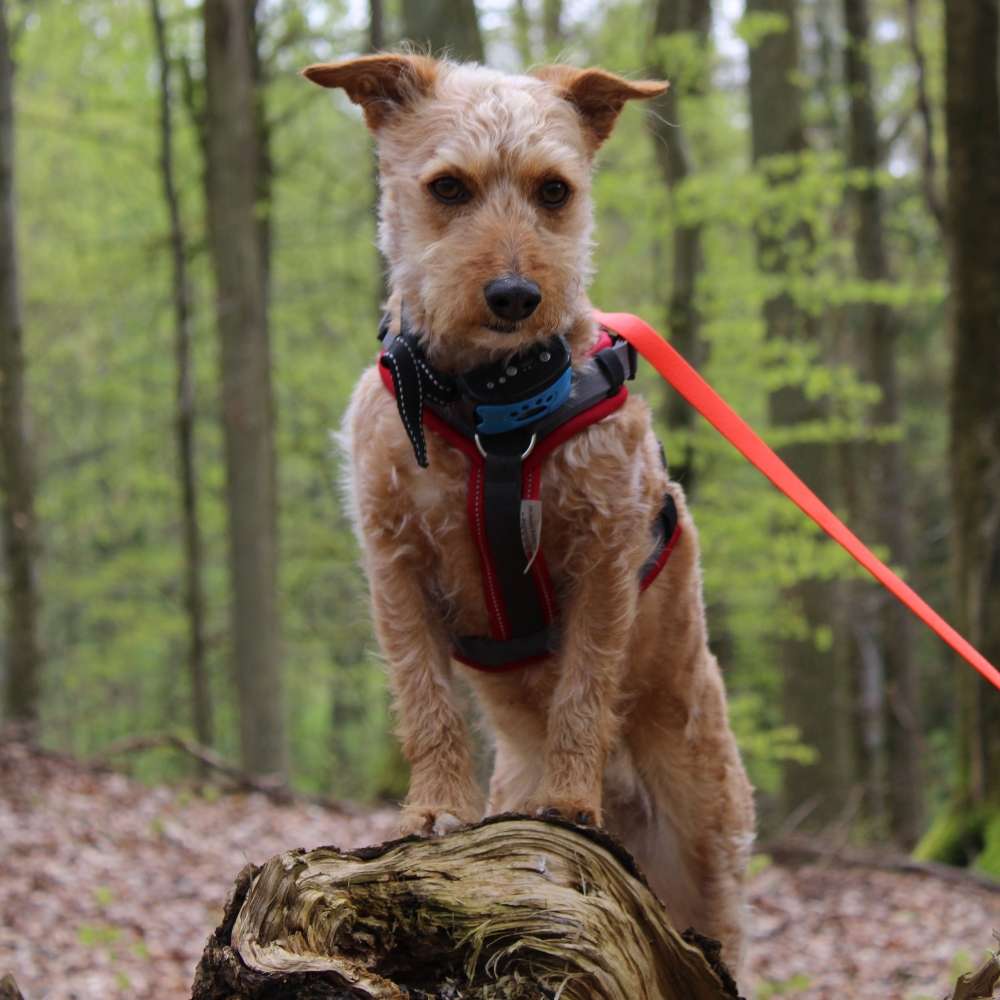 Hundetreffen-Ich suche nette Spielkameraden und Wanderfreunde 🐕🦮🐕‍🦺🐩-Profilbild