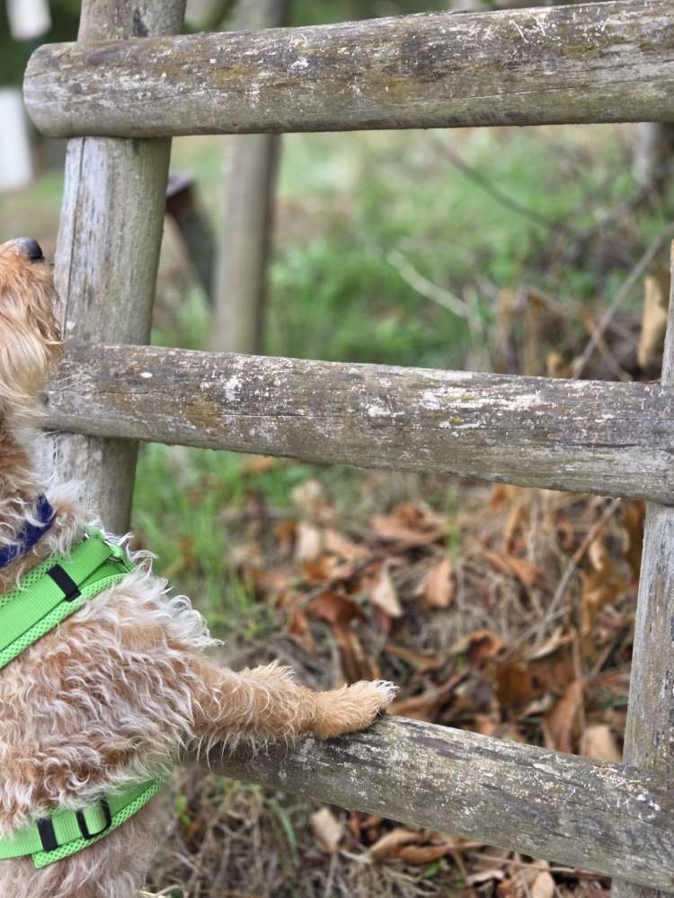 Das missglückte Foto von deinem Hund Banner