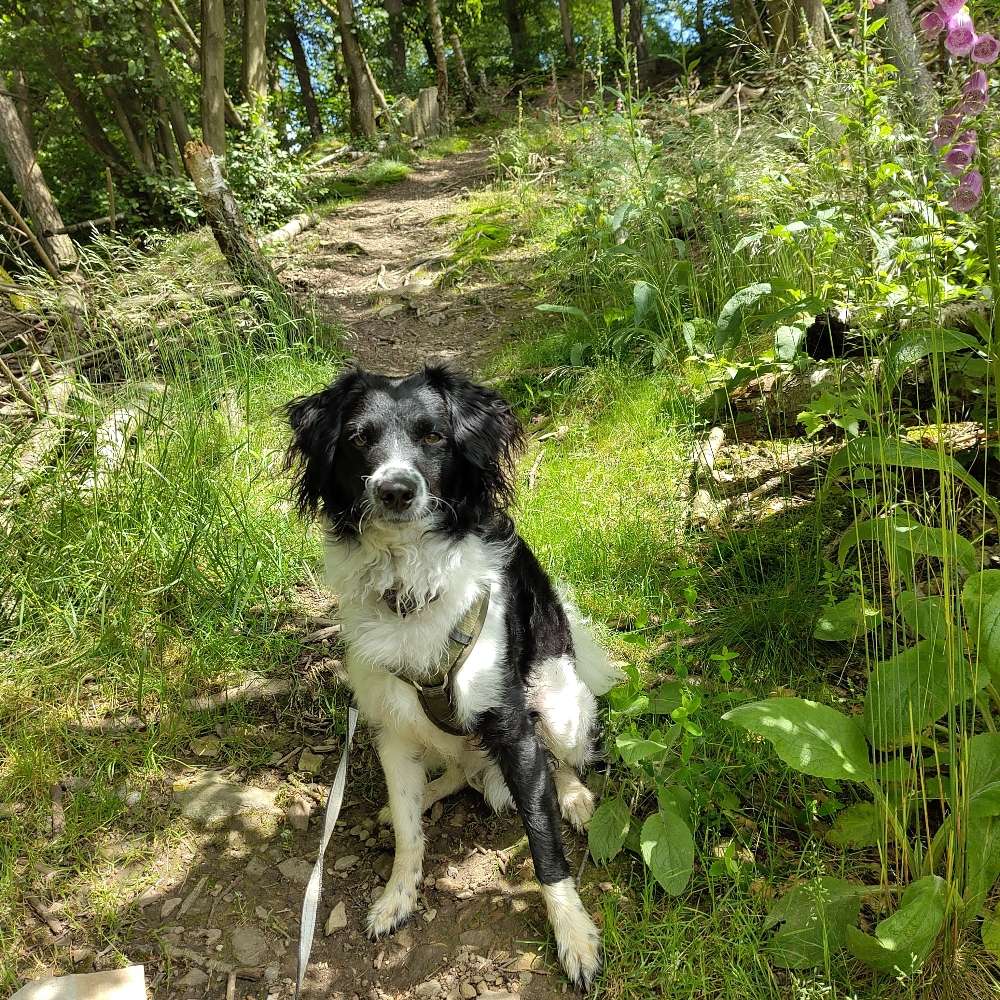 Hundetreffen-Spielen & Spaziergänge-Profilbild