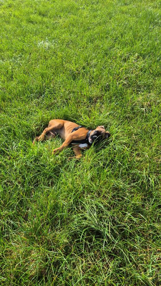 Hundetreffen-Balu sucht Nette Hunde zum Spielen.-Profilbild