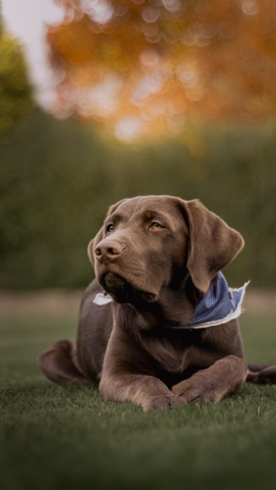 Hundetreffen-Trainings-/Spielbuddy gesucht-Profilbild