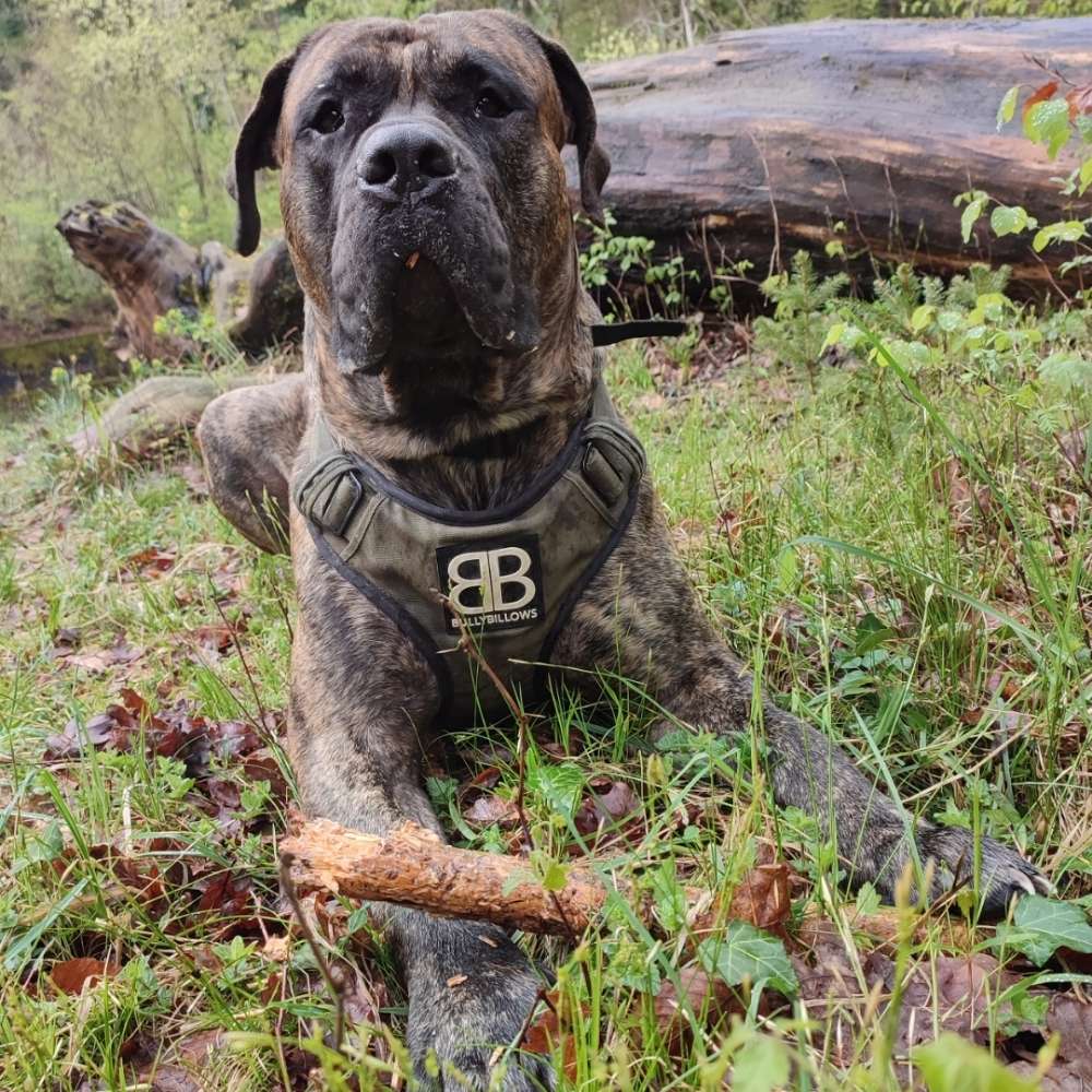 Hundetreffen-Spazieren und spielen-Profilbild