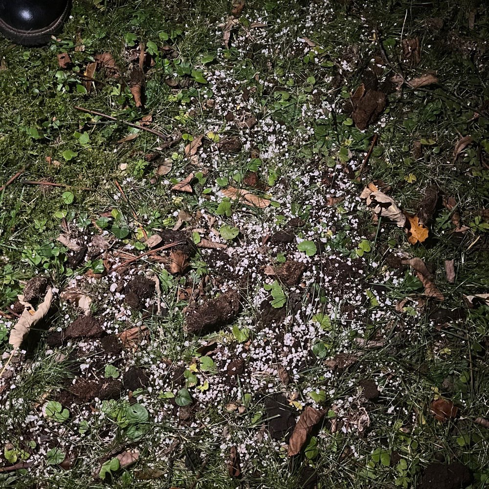 Giftköder-Komische Weiße Kugeln-Profilbild