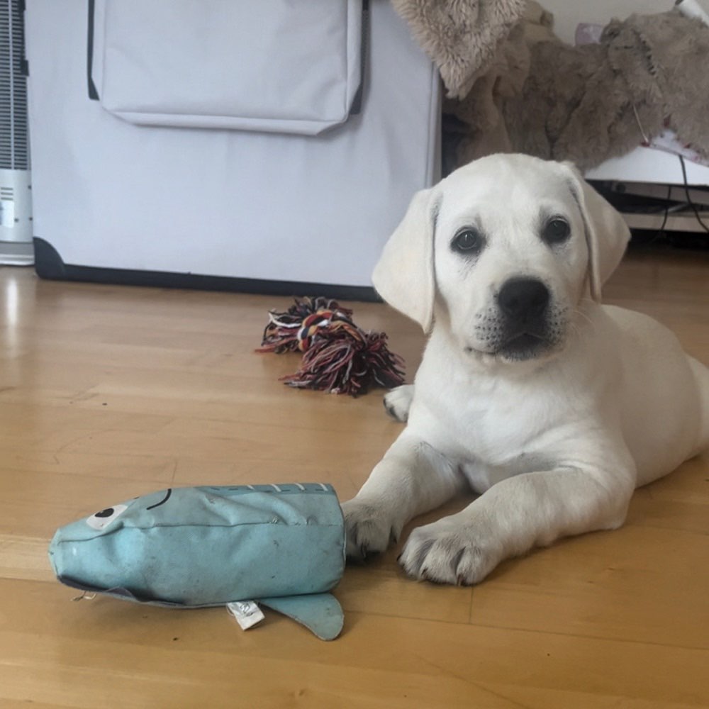 Hundetreffen-Hundefreunde für Molly-Profilbild