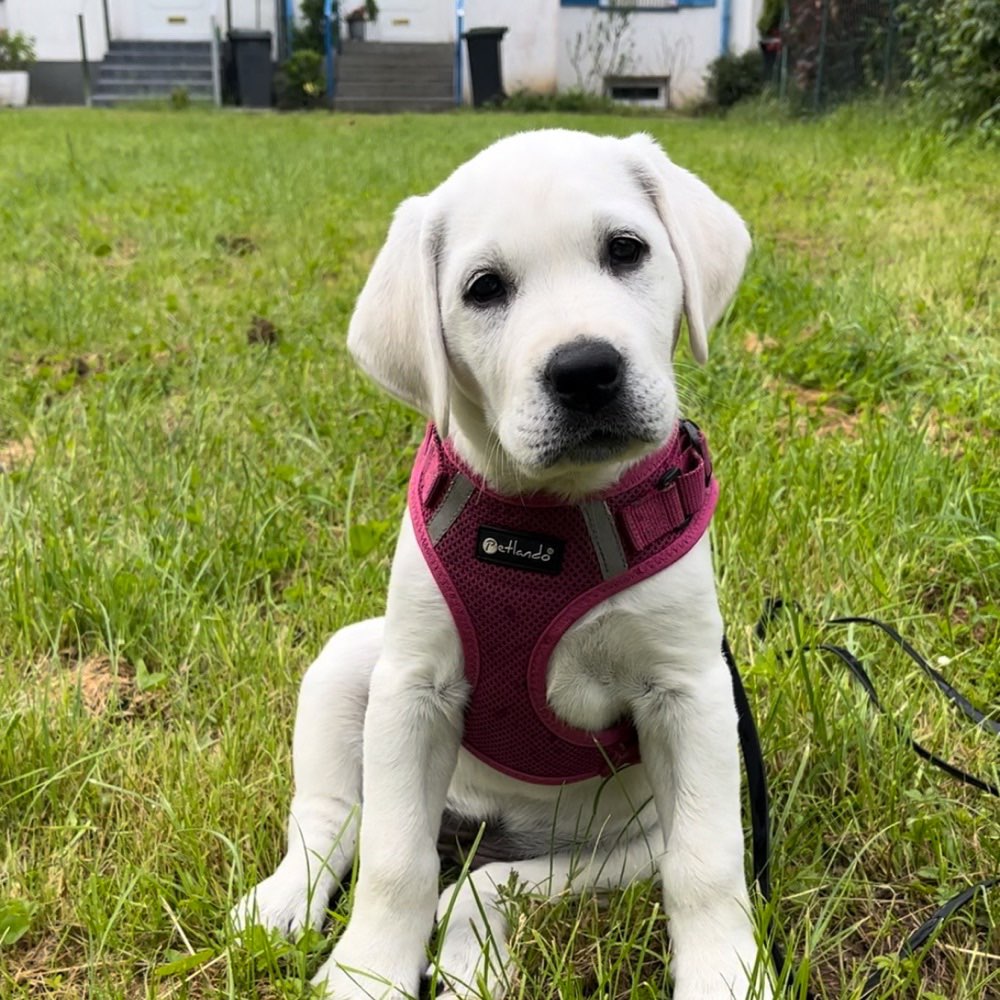 Hundetreffen-Hundefreunde für Molly-Profilbild