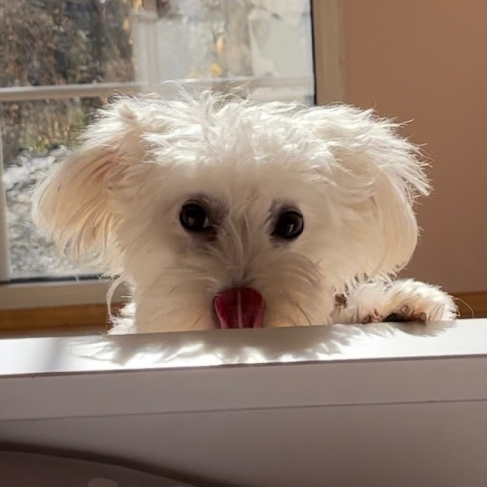 Hundetreffen-Spielkameraden gesucht-Profilbild