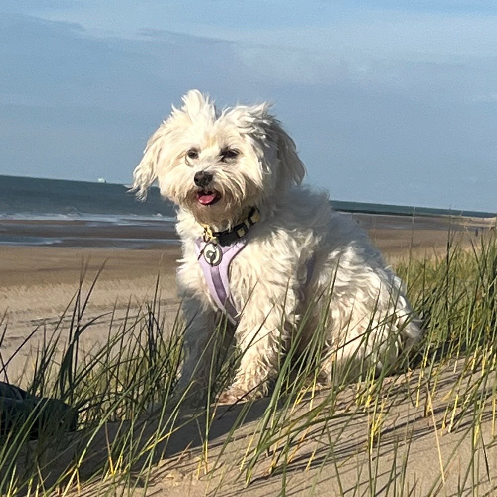 Hundetreffen-Hundekontakte für Vanilla 🐶-Profilbild