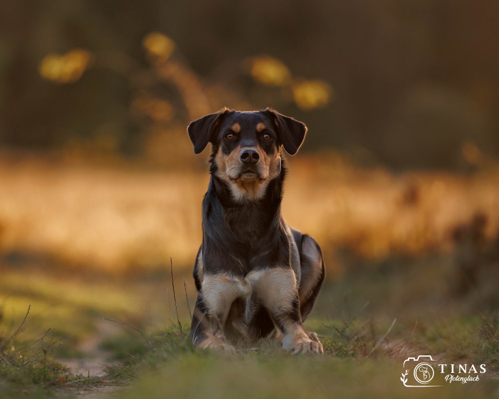 Hundetreffen-Gemeinsame Spaziergänge-Profilbild