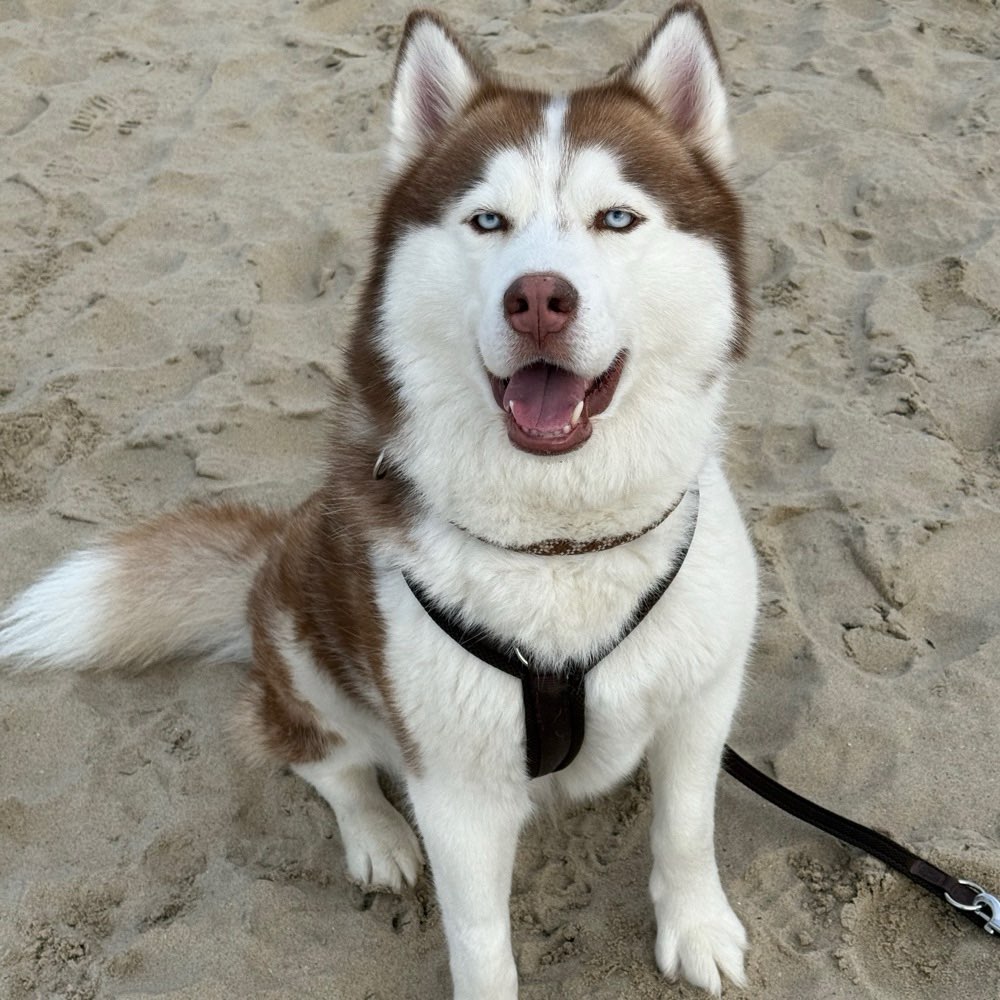 Hundetreffen-Spielkameraden für großen Hund gesucht Nähe Krefeld-Profilbild