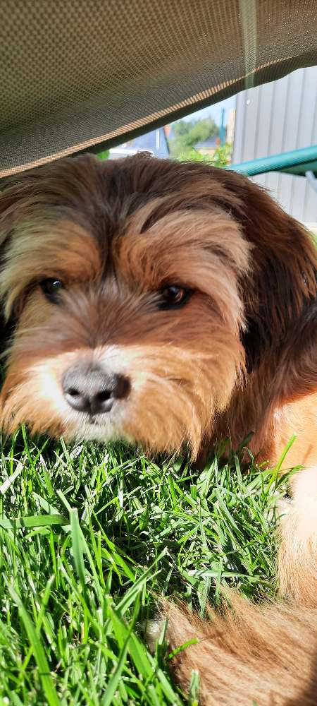 Hundetreffen-Spielgefährte/ in für Dackelmischling Torsten gesucht-Profilbild