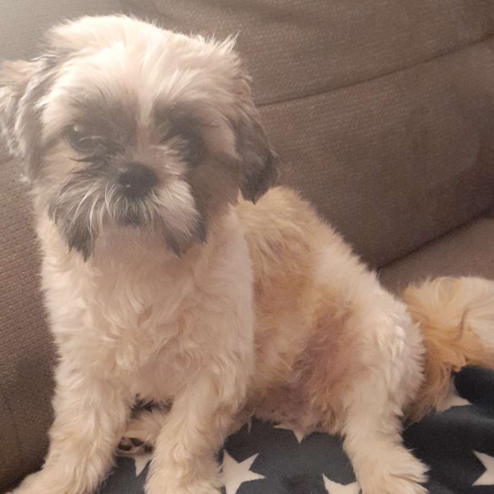 Hundetreffen-Gassi und spielen in werne-Profilbild