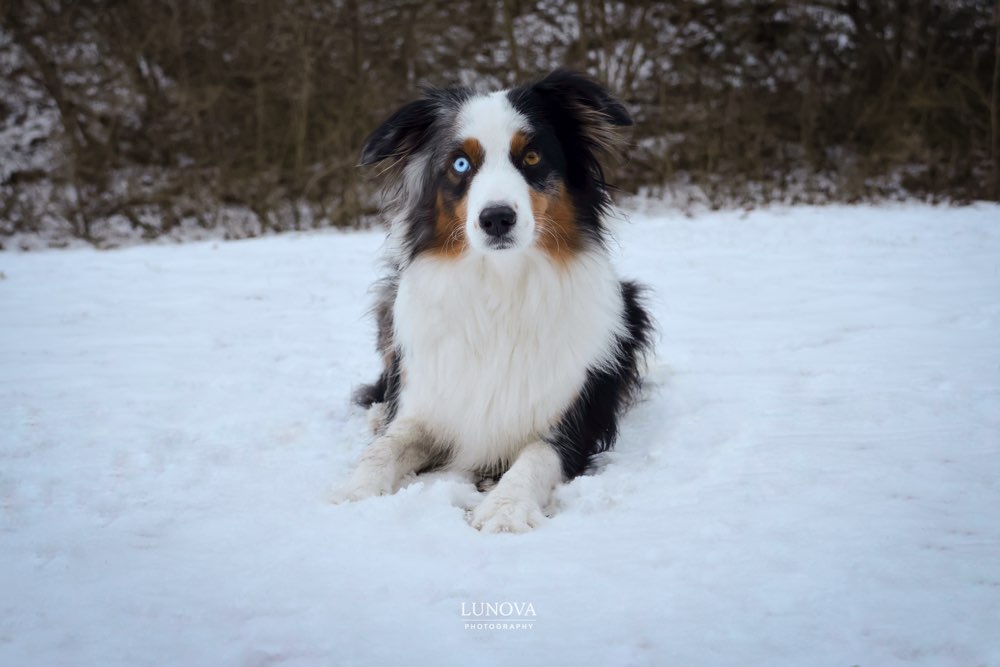 Hundetreffen-Fotoshooting-Profilbild