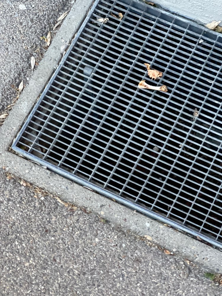 Giftköder-Auffällig viele Hühnerknochen im Umkreis-Profilbild