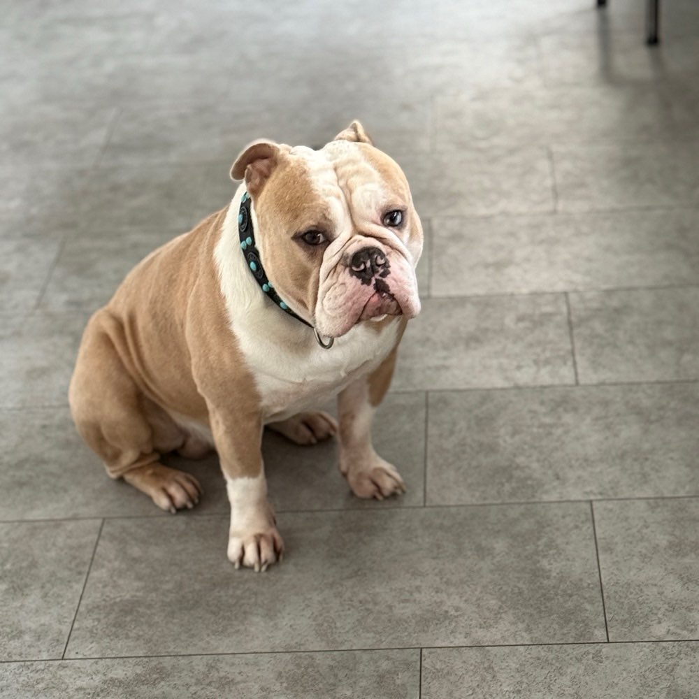 Hundetreffen-Balu such Spielpartner-Profilbild