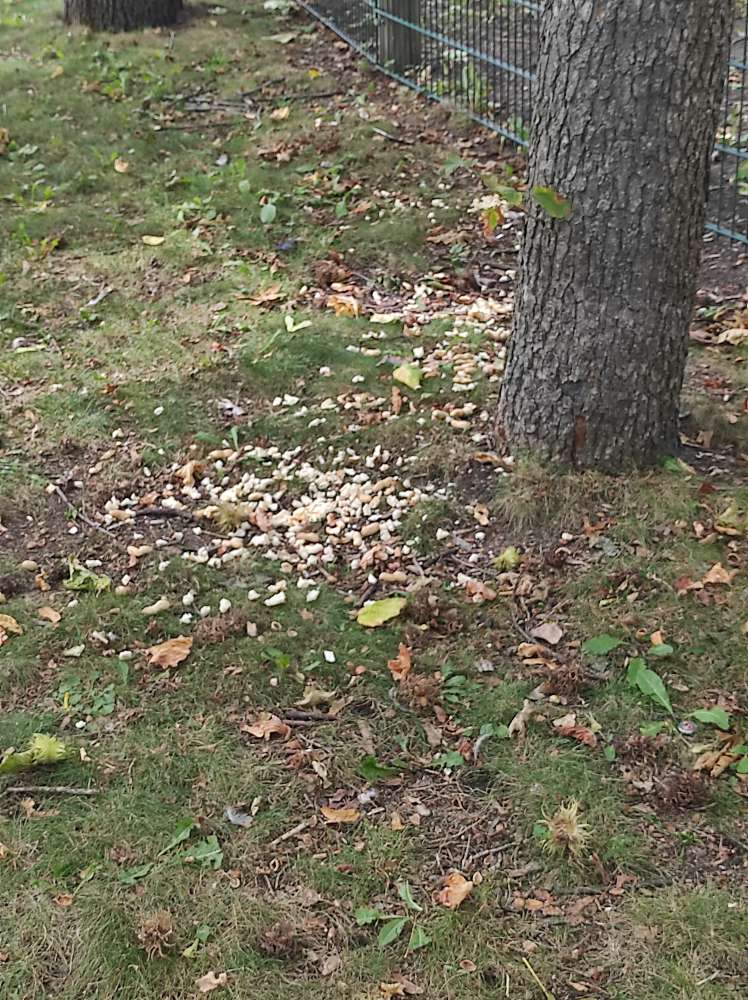 Giftköder-Brotstücken oä.-Profilbild