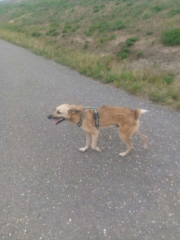 Hundetreffen-Elbwiesen-Rennen-Profilbild