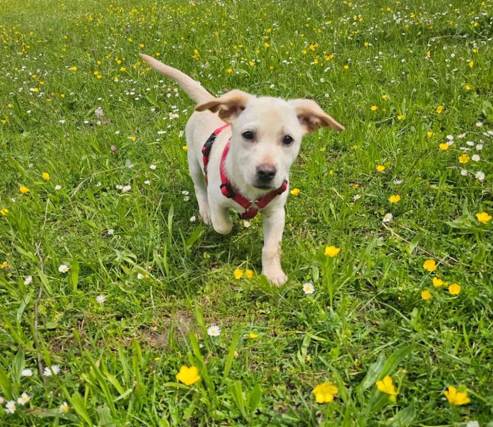 Hundetreffen-Welpentreffen Stuttgart Ludwigsburg und Umgebung-Profilbild